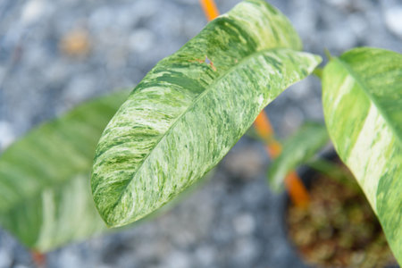 Closeup to leaf of epipremnum giganteum tricolor variegatedの写真素材