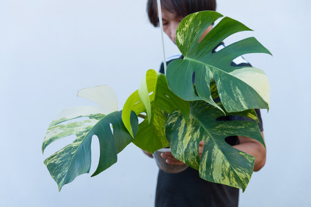 Fresh leaf of monstera aurea variegated in the potの写真素材