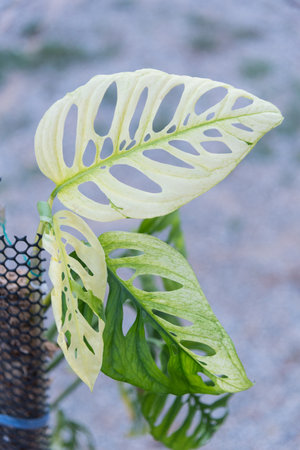 Monstera Acuminata Albo Varigated in the pot - swiss cheese albo  Varigatedの写真素材