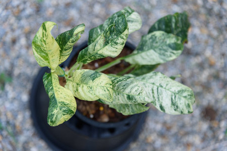 rhaphidophora puberula variegated in the potの写真素材