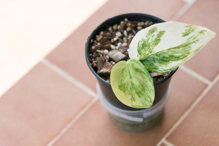 scindapsus jade satin variegated in the potの写真素材