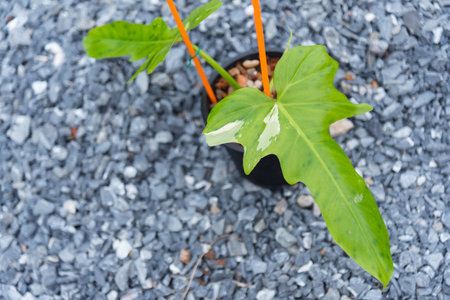 Closeup to Philodendron golden dragon varigatedの写真素材