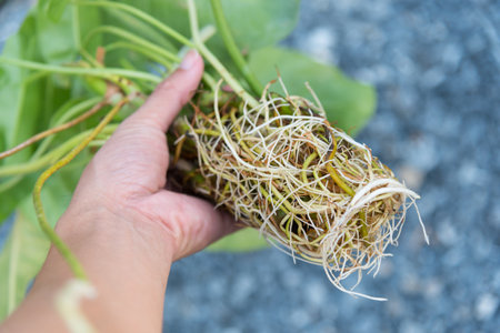 Root of philodendron burle marx variegated after long time plant in the waterの写真素材