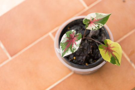 Closeup to little of caladium of name Rak-oeyの写真素材