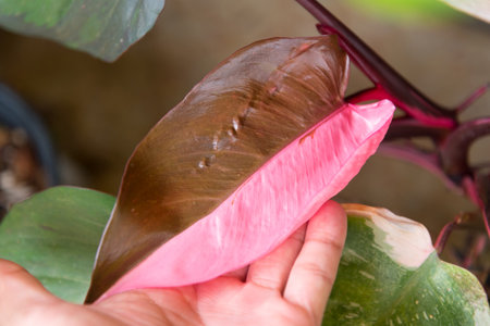 Closeup to fresh philodendron pink princess in potの写真素材