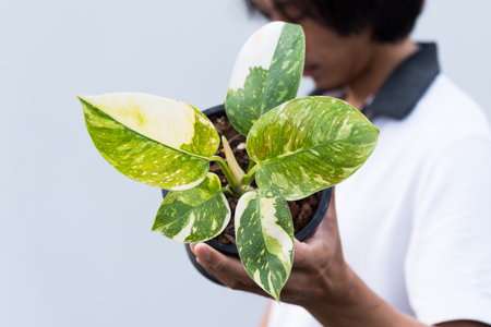 Philodendron Green congo Hybrid in the pot