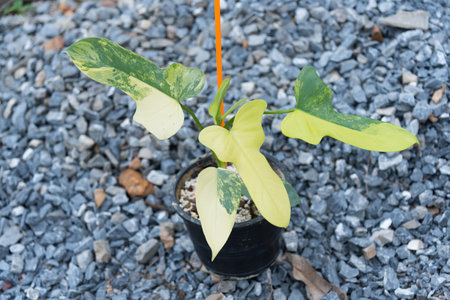 beautiful philodendron bipennifolium variegated in the potの写真素材
