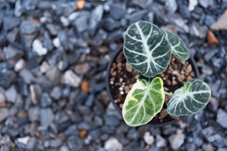 Alocasia Black velvet ninja varigated in the potの写真素材