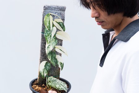 Closeup to leaf of scindapsus mayari in the potの写真素材