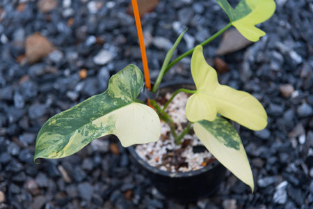 beautiful philodendron bipennifolium variegated in the potの写真素材