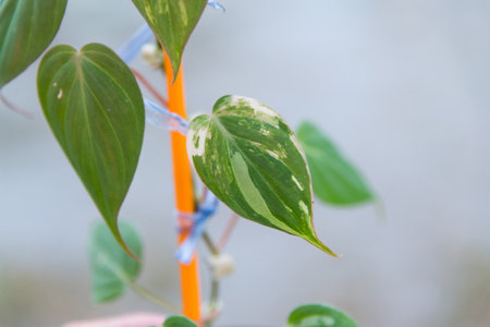Philodendron Hederaceum (Micans) varigated in the potの写真素材