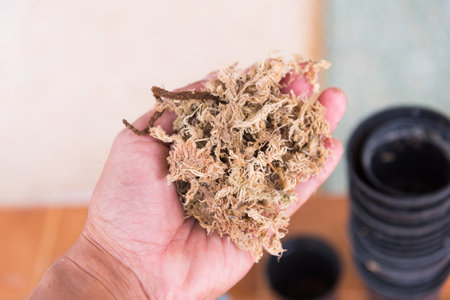 sphagnum moss dried for plantの写真素材