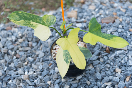 beautiful philodendron bipennifolium variegated in the potの写真素材