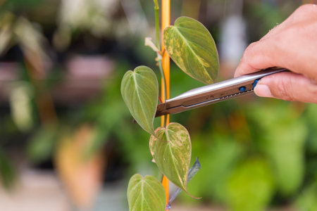 Cut the Philodendron Hederaceum (Micans) varigated for plantの写真素材