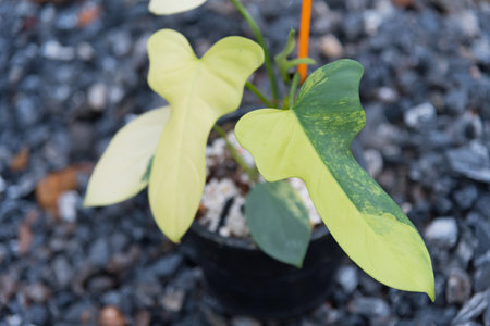 beautiful philodendron bipennifolium variegated in the potの写真素材