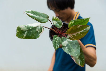 Philodendrone pink princess marble kingの写真素材