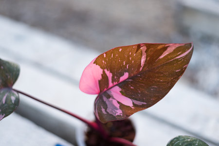 Philodendrone pink princess marble kingの写真素材