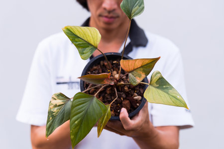 Homolomena Rubescens variegated in the potの写真素材