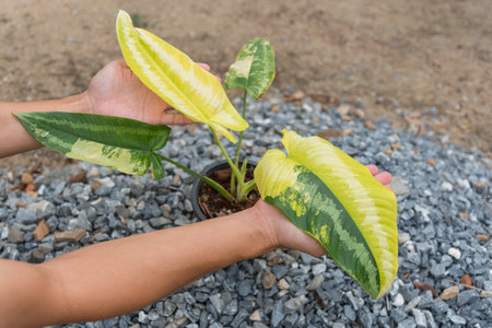 Schismatoglottis Wallichii Variegated in the potの写真素材