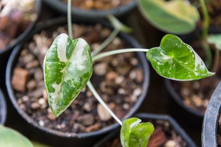 Closeup focus to alocasia frydek variegated in the potの写真素材