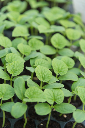 a lot of melon sapling before remove from trayの写真素材