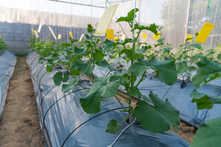 Row of Fresh green melon in greenhouseの写真素材