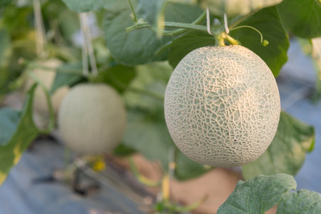 Closeup to Fresh green melon in greenhouseの写真素材