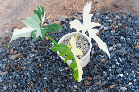 Closeup to Philodendron golden dragon varigatedの写真素材