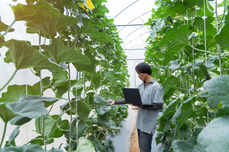 Young asian farmer working in greenhouse with laptop and checking quality of melonの写真素材