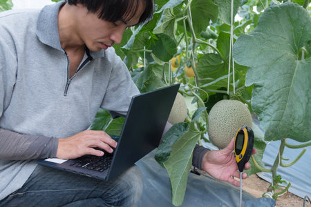 Young asian farmer working in greenhouse with laptop and checking quality of melonの写真素材