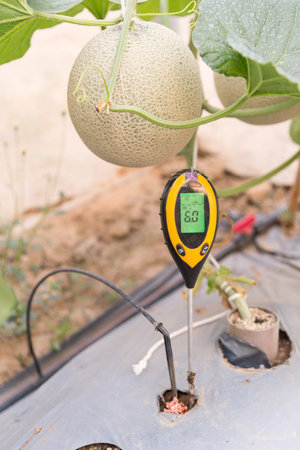 Use soil PH meter for check the PH value in melon farmの写真素材