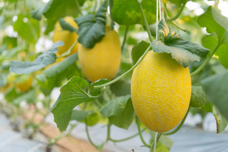 Fresh golden melon in farmの写真素材
