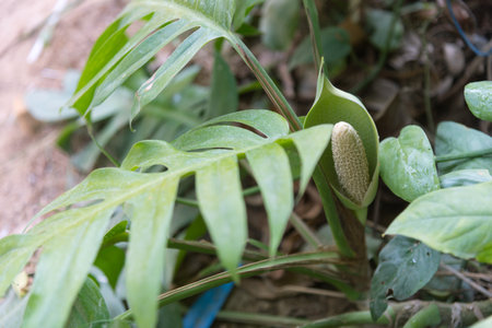 Closeup to flower of Epipremnum Pinnatum Cebu blueの写真素材