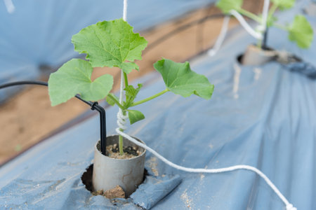 Row of fresh melon treeの写真素材