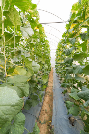 space between of Row of fresh melon treeの写真素材