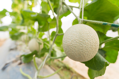 Closeup to Fresh melon in greenhouseの写真素材