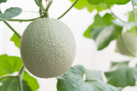 Fresh green melon in greenhouseの写真素材