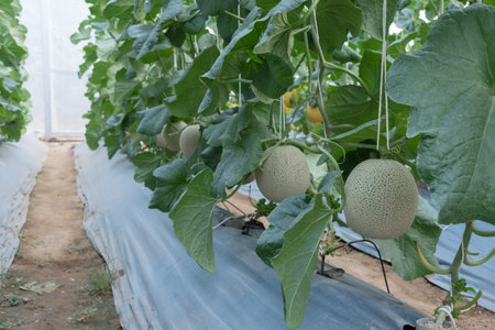 Fresh green melon in greenhouseの写真素材