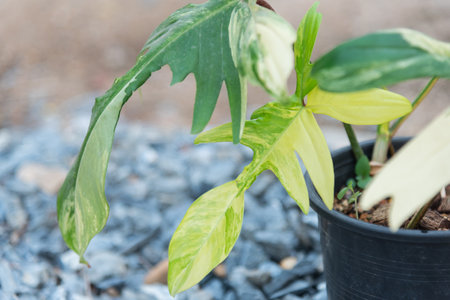 Closeup to Philodendron Florida Beauty in the potの写真素材