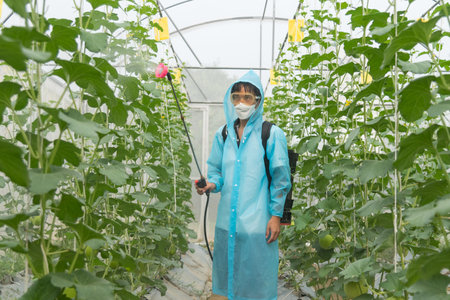 Farmer spraying the Insecticide in melon farm for protect it from insecsの写真素材