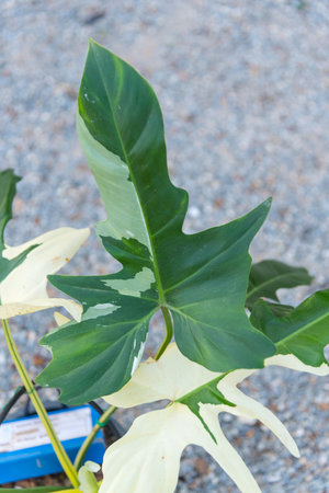Closeup to Philodendron golden dragon varigatedの写真素材