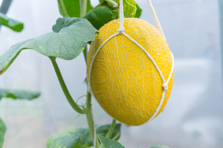 Closeup to Fresh golden melon in greenhouse of farmの写真素材