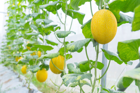 Closeup to Fresh golden melon in greenhouse of farmの写真素材