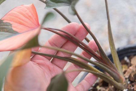 Homalomena Pink Diamond in the potの写真素材