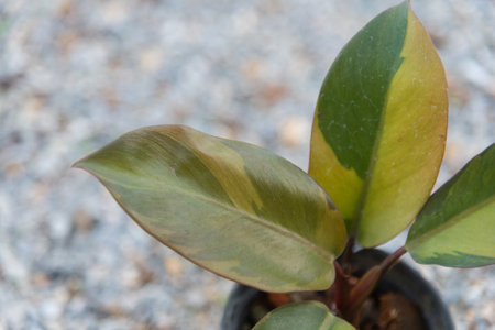 Closeup to Philodendron black cardinal number 2の写真素材