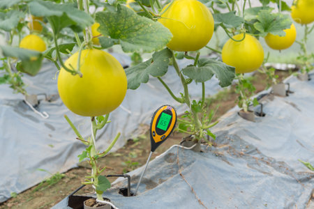 Check pH value in Planting soil in plastic cover of Melon gardenの写真素材