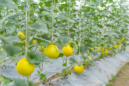 Closeup to Fresh golden melon in greenhouse of farmの写真素材