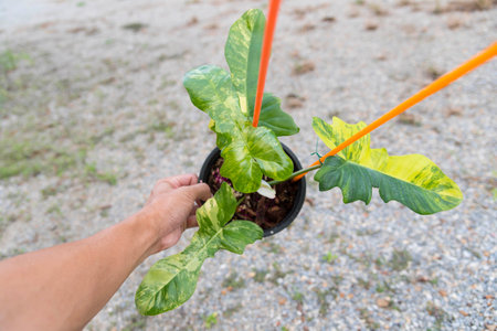 Closeup to Fresh leaf of philodendron florida beauty x mayoiの写真素材