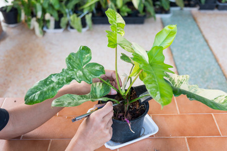 Woman's hands cut a caladium plant in a pot on the terraceの写真素材