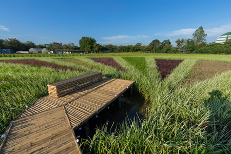 colorful variety type of rice field in sunset timeの写真素材